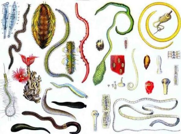 Tipos de parásitos humanos