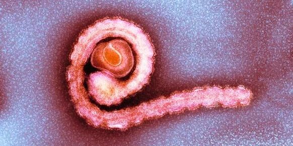 Tenia enana en el cuerpo humano.