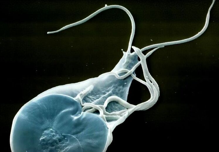 lamblia intestinal en humanos